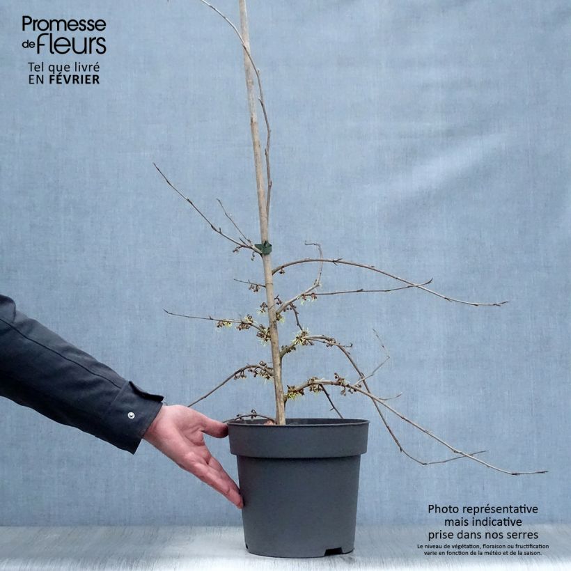 Hamamelis japonica Pendula - Hamamelis pleureur Pot de 6/7L sample as delivered in winter