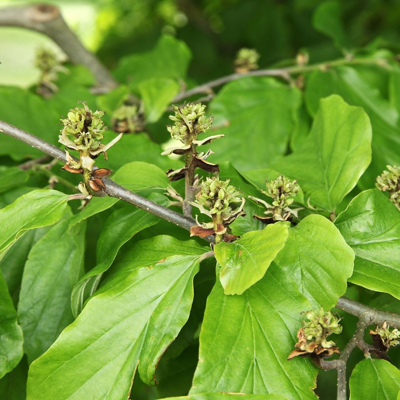 Hamamelis virginiana - Virginian Witch Hazel (Foliage)