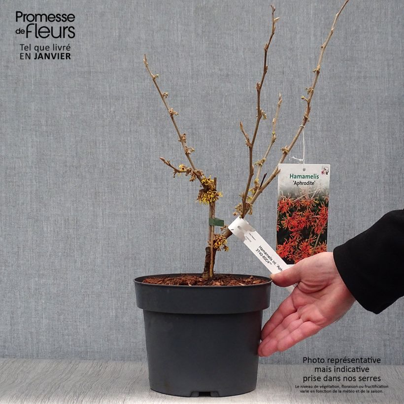 Hamamelis (x) intermedia Aphrodite - Noisetier de sorcière Pot de 3L/4L sample as delivered in winter