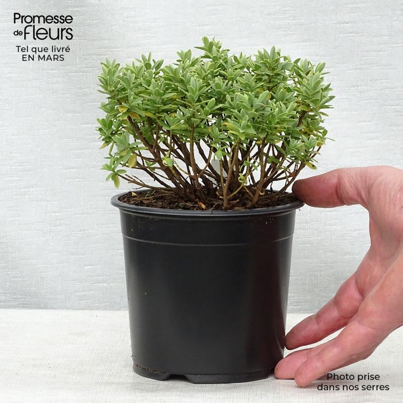 Hebe Cobb Valley - Véronique arbustive Pot de 10cm sample as delivered in winter