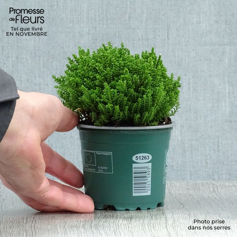 Hebe Emerald Green - Véronique arbustive Pot de 2L sample as delivered in autumn