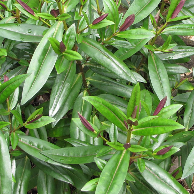 Hebe addenda Linda (Foliage)