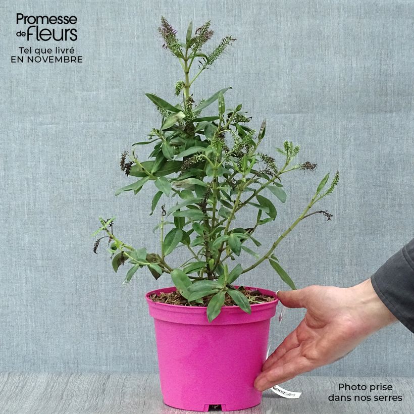 Hebe Ouessant - Véronique arbustive Pot de 2L/3L sample as delivered in autumn