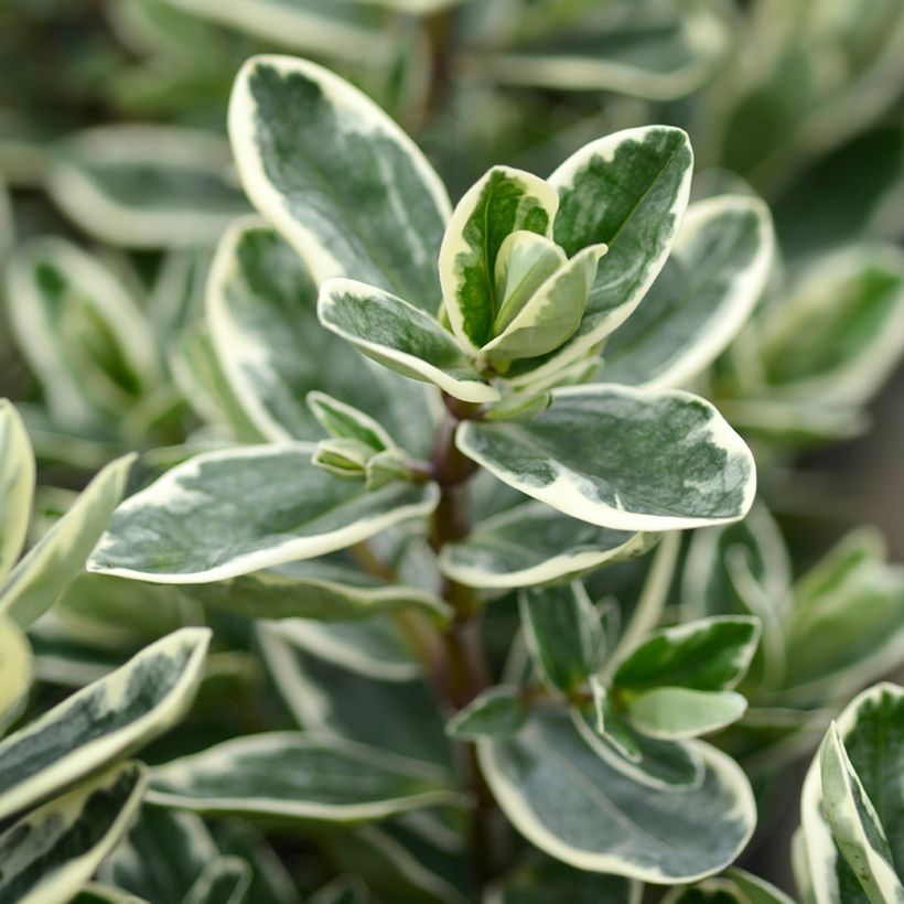 Hebe andersonii Variegata - Andersons hebe, shrubby veronica (Foliage)