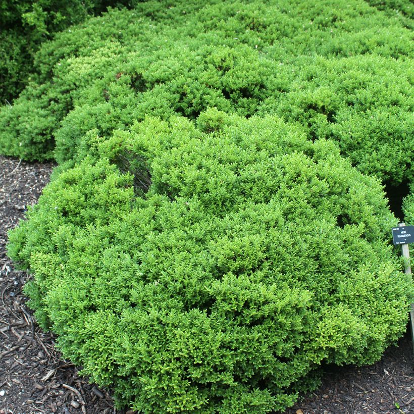 Hebe rakaiensis - Shrubby Veronica (Plant habit)