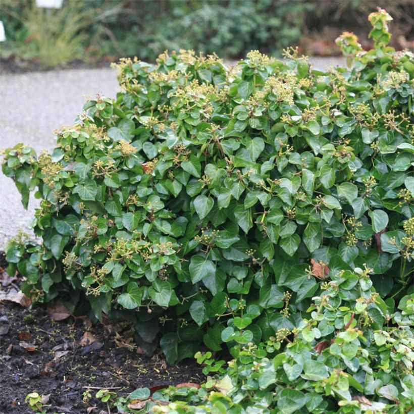 Hedera helix Arbori Compact - Common Ivy (Plant habit)