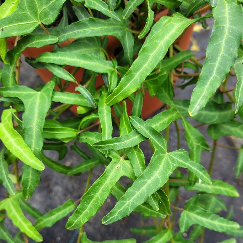 Hedera helix Kappeln - Common ivy (Foliage)