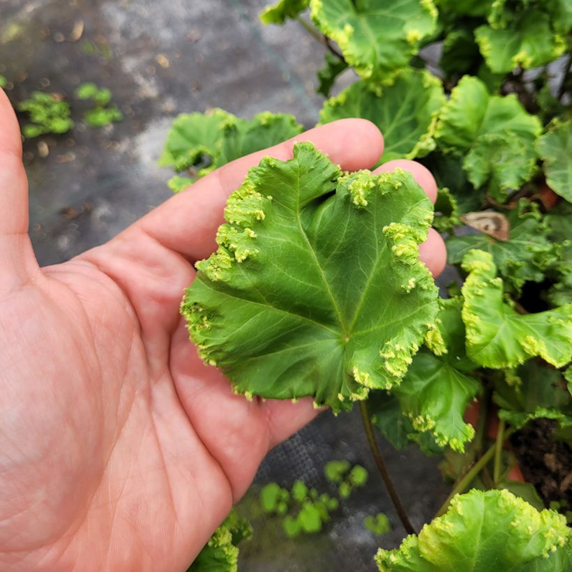 Hedera helix ObelixHedera helix Kappeln - Common ivy (Foliage)