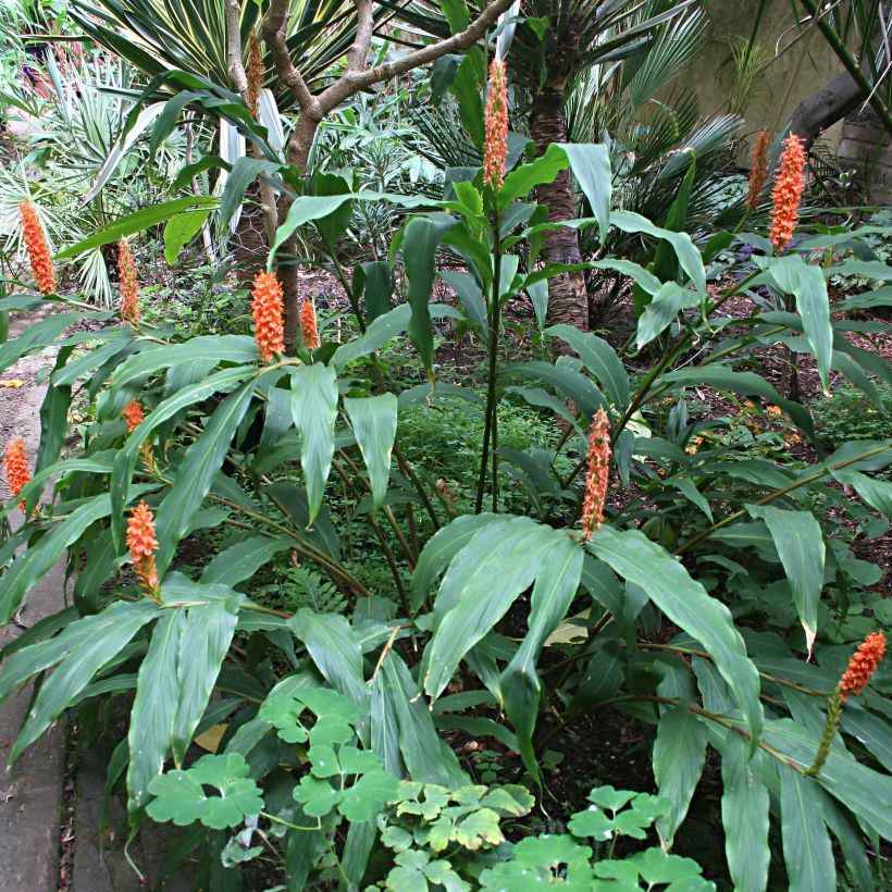 Hedychium densiflorum (Plant habit)