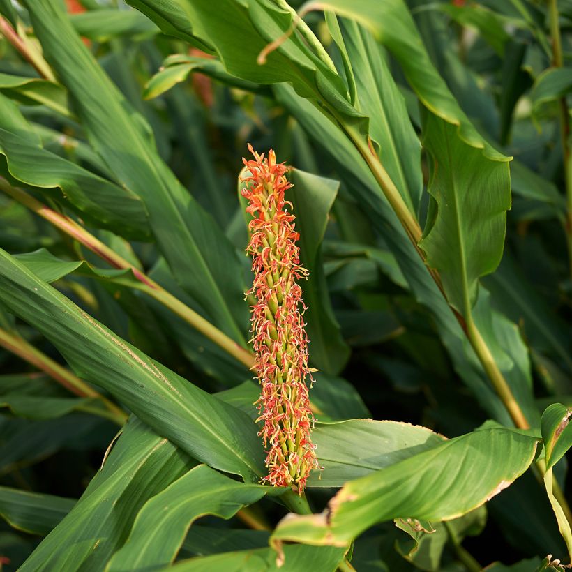 Hedychium densiflorum (Foliage)