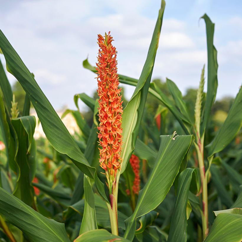 Hedychium densiflorum (Flowering)