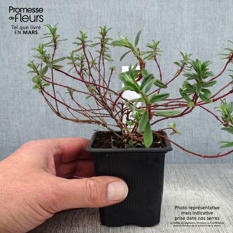 Helianthemum Cerise Queen - Rock Rose 8/9 cm pot sample as delivered in spring