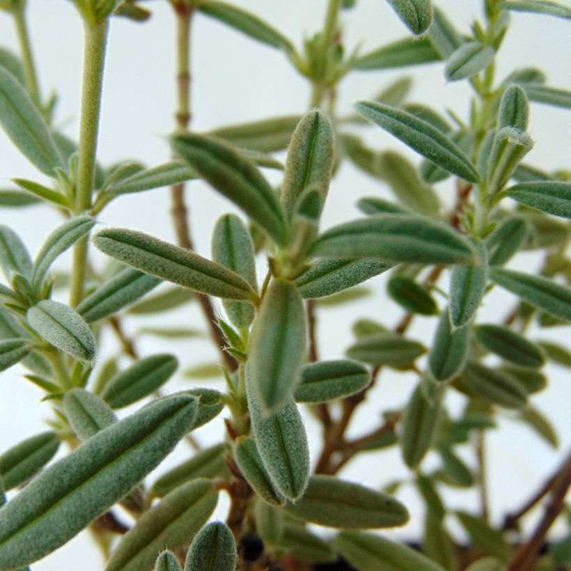 Helianthemum Rhodanthe Carneum - Rock Rose (Foliage)