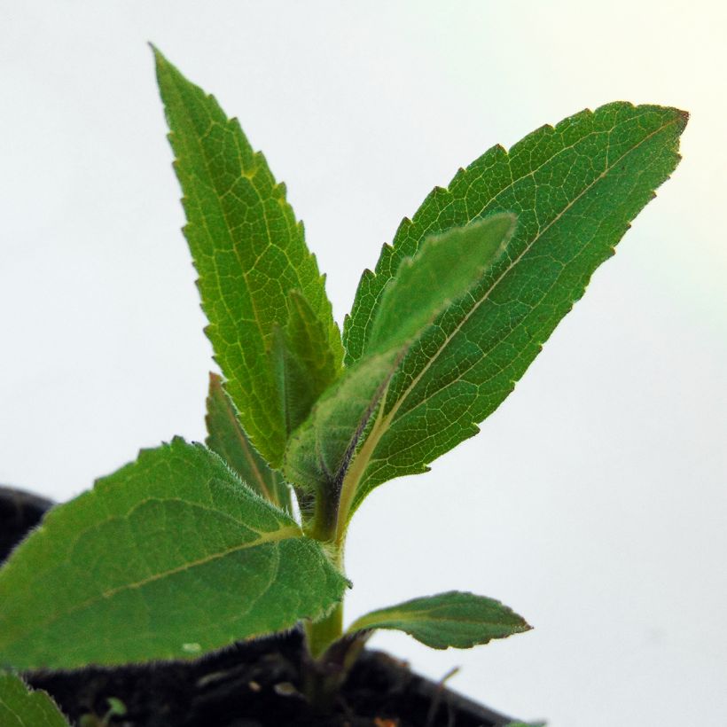 Helianthus microcephalus (Foliage)