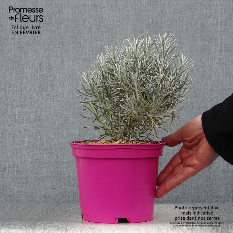 Helichrysum Korma - Immortelle d'Italie, plante curry Pot de 2L/3L sample as delivered in winter