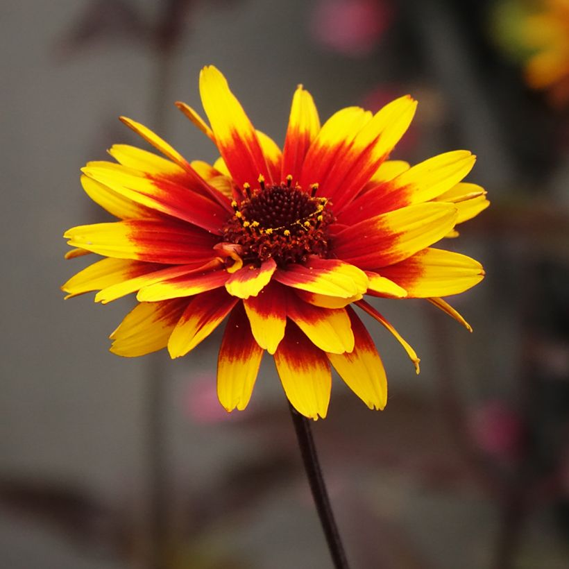 Heliopsis helianthoides Sparkling Contrast (Flowering)