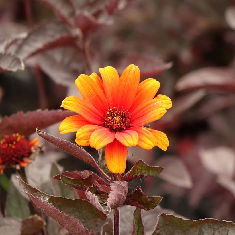 Heliopsis helianthoïdes var. scabra Fire Twister (Flowering)