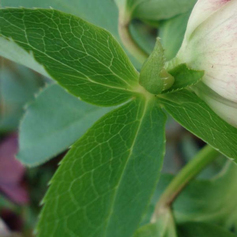 Helleborus hybridus Picotee (Foliage)