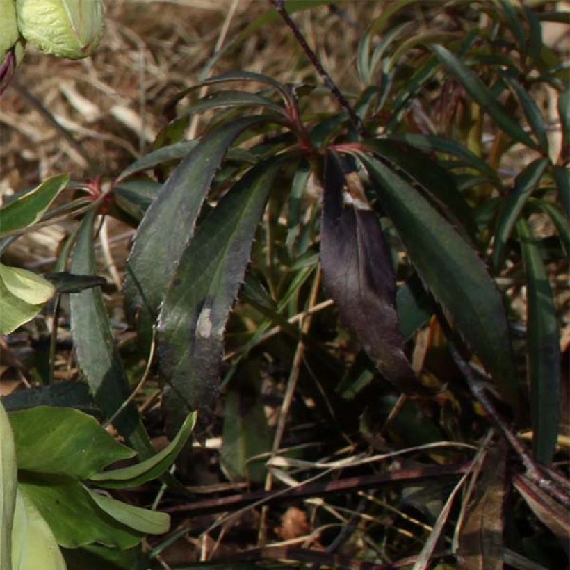 Helleborus foetidus Wester Flisk (Foliage)