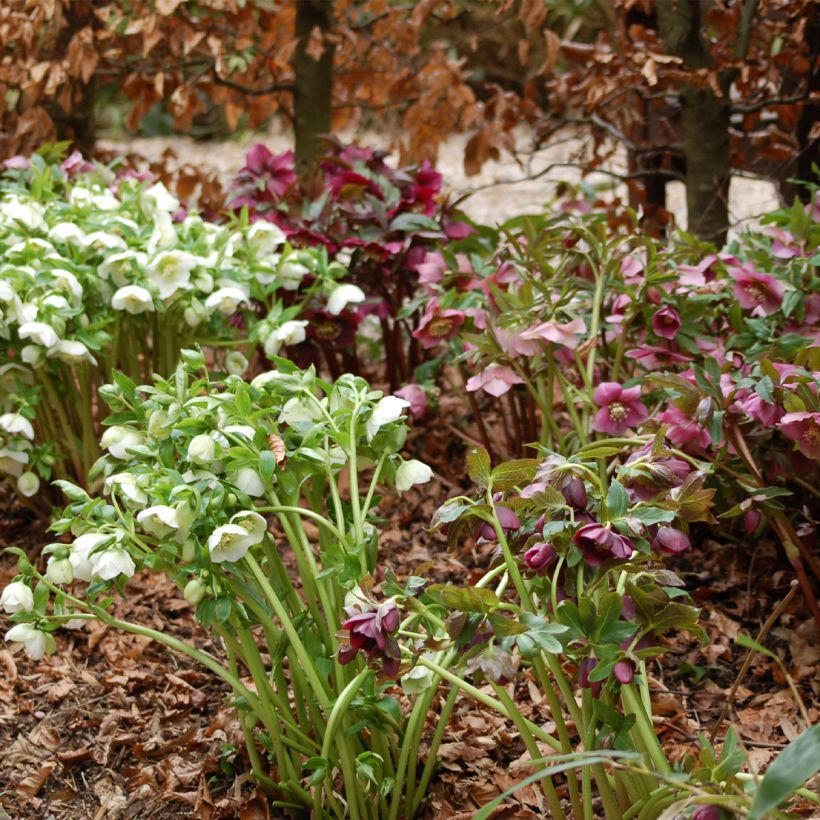 Helleborus hybridus Ballards Group (Plant habit)