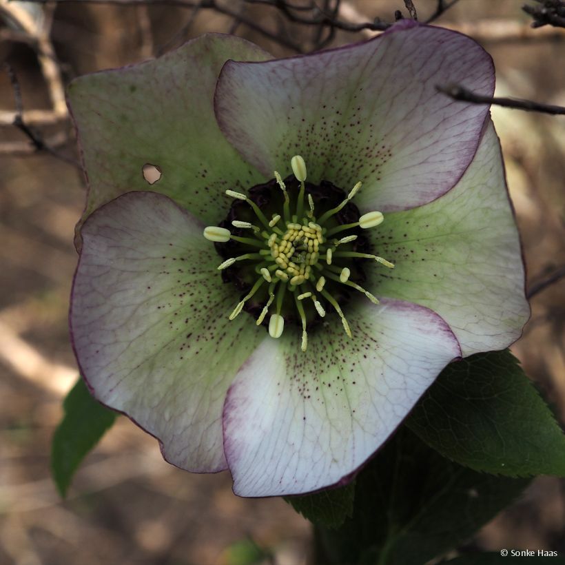 Helleborus hybridus Picotee (Flowering)