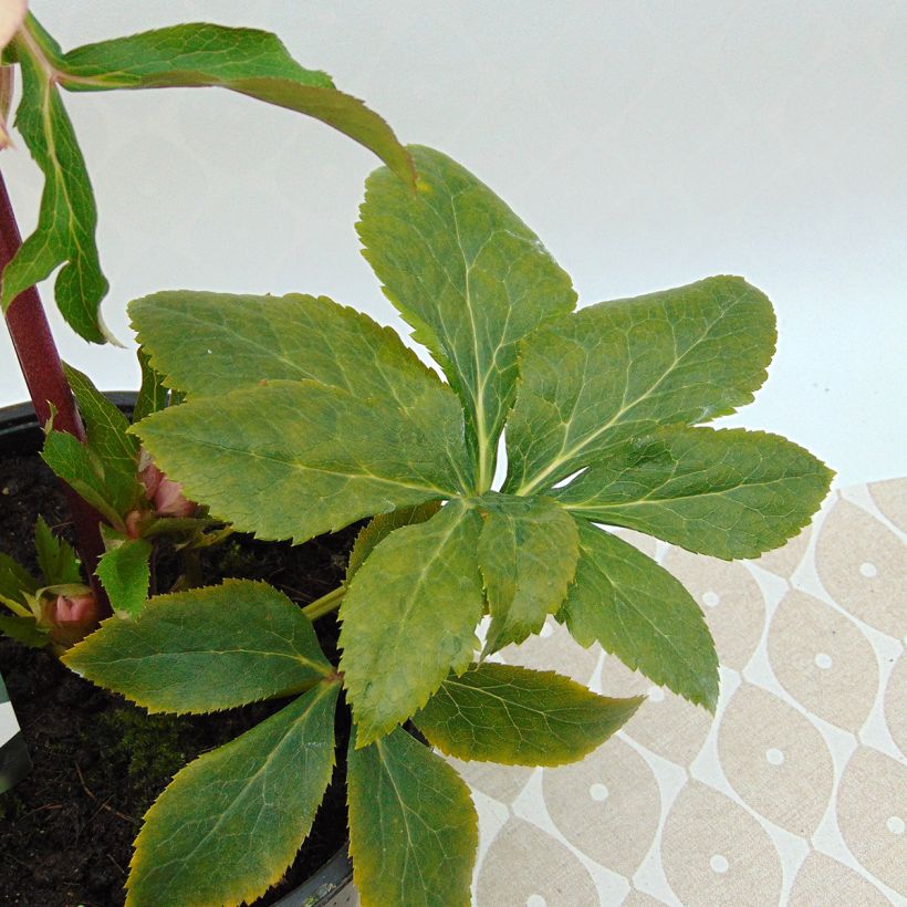 Helleborus hybridus Apricot Spotted (Foliage)