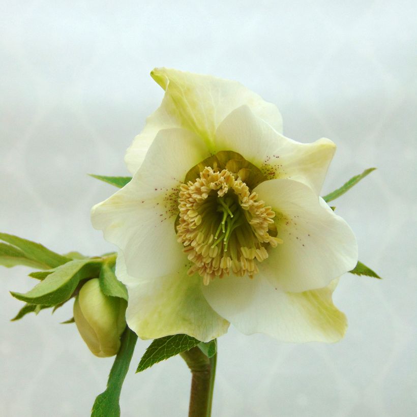 Helleborus hybridus Anemone White Spotted (Flowering)