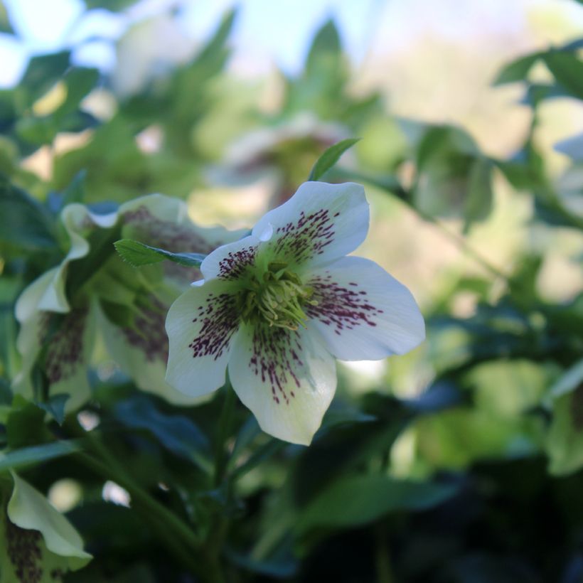 Helleborus hybridus white spotted (Flowering)