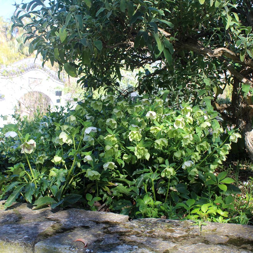 Helleborus hybridus white spotted (Plant habit)