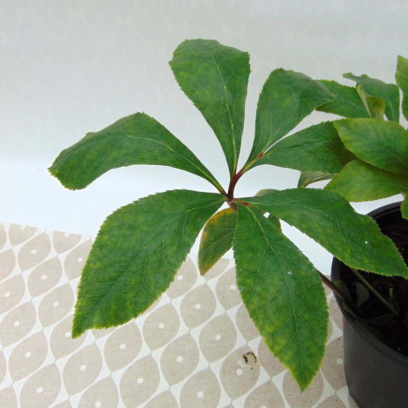 Helleborus hybridus Double White Spotted (Foliage)