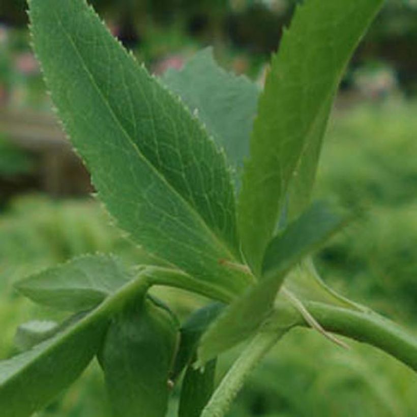 Helleborus hybridus Yellow (Foliage)