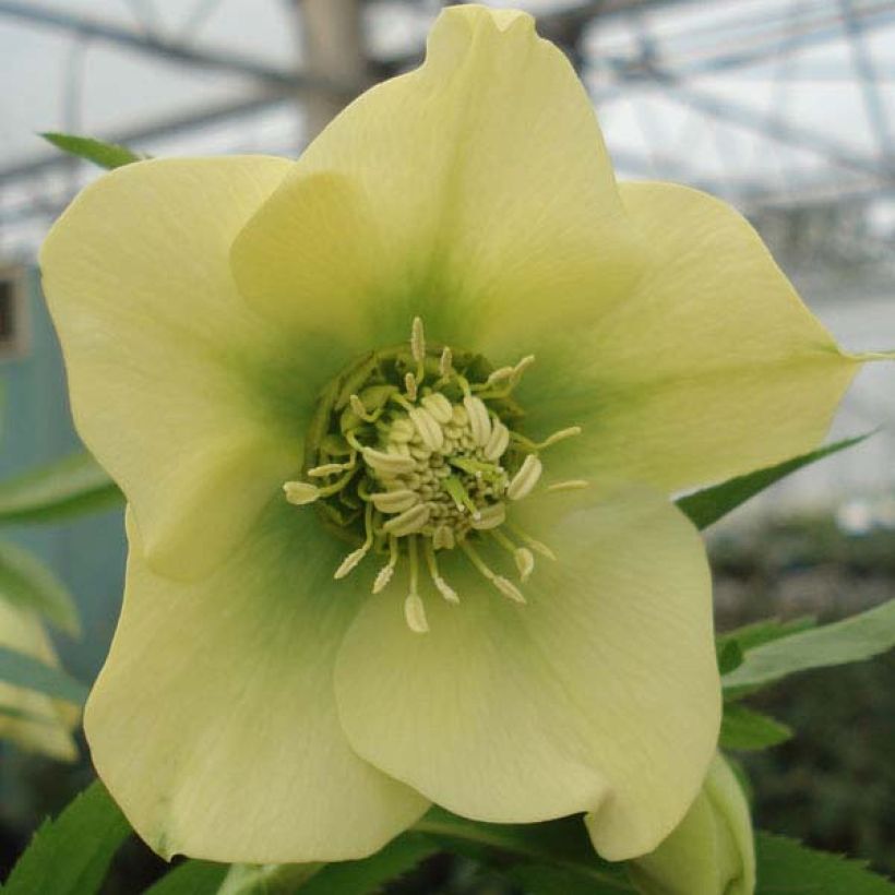 Helleborus hybridus Yellow (Flowering)