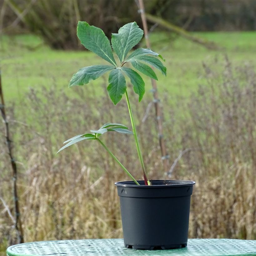 Helleborus Magic Aubergine (Plant habit)