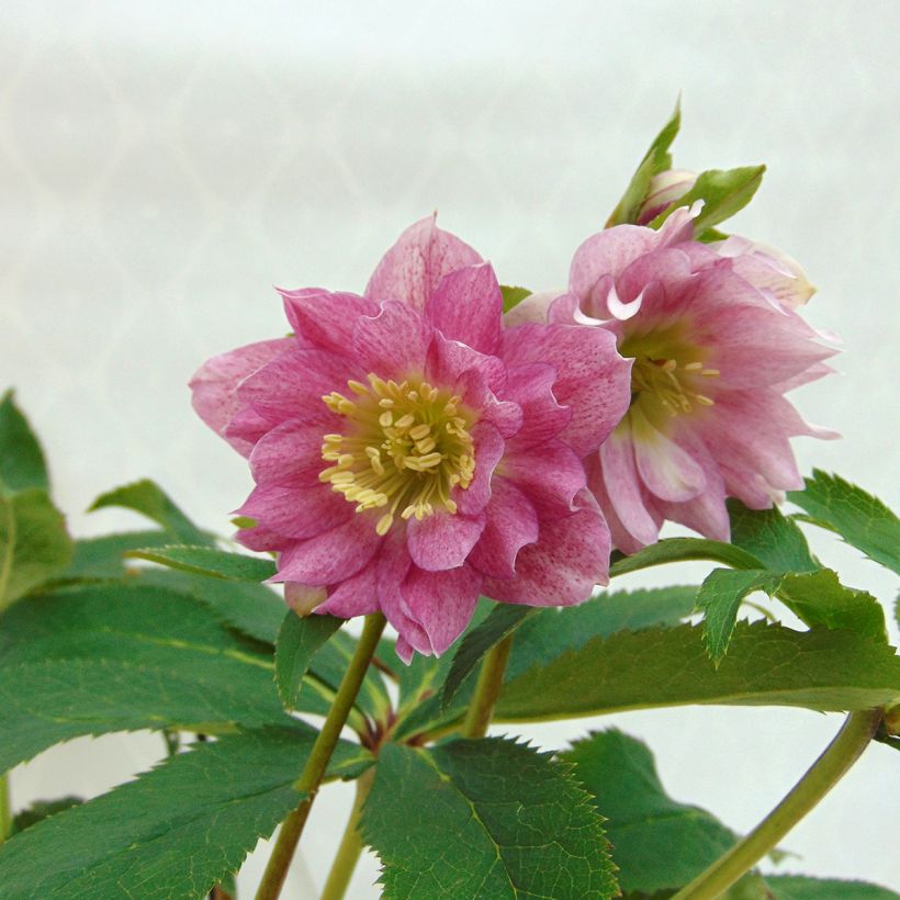 Helleborus torquatus Party Dress Hybrid (Flowering)