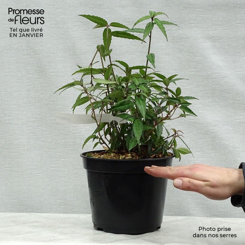 Helwingia himalaica - Helwingie de l'Himalaya Pot de 3L/4L sample as delivered in winter