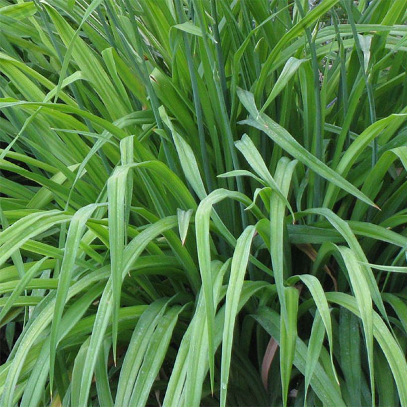 Hemerocallis Angelus Angel - Daylily (Foliage)