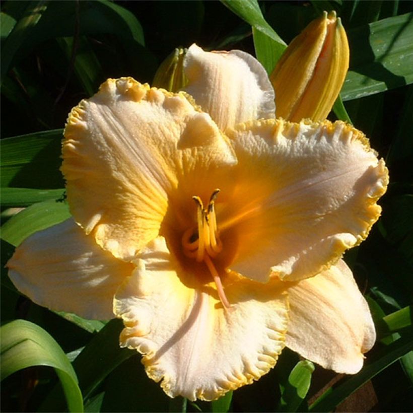 Hemerocallis Angelus Angel - Daylily (Flowering)