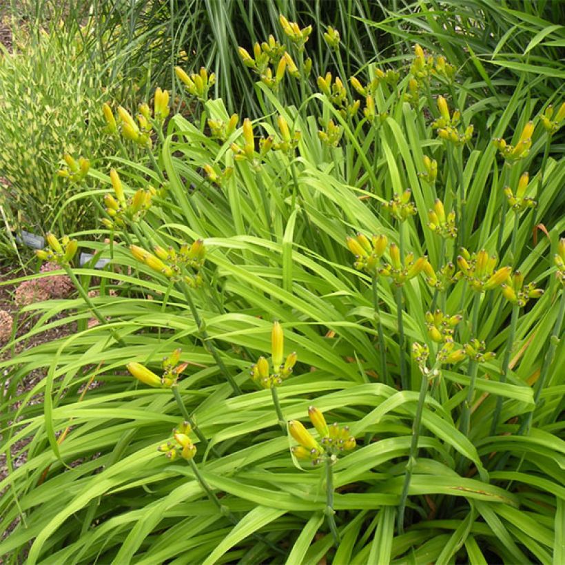 Hemerocallis Angelus Angel - Daylily (Plant habit)