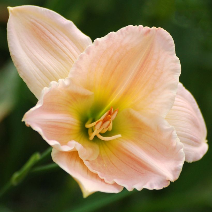 Hemerocallis Ava Michelle - Daylily (Flowering)