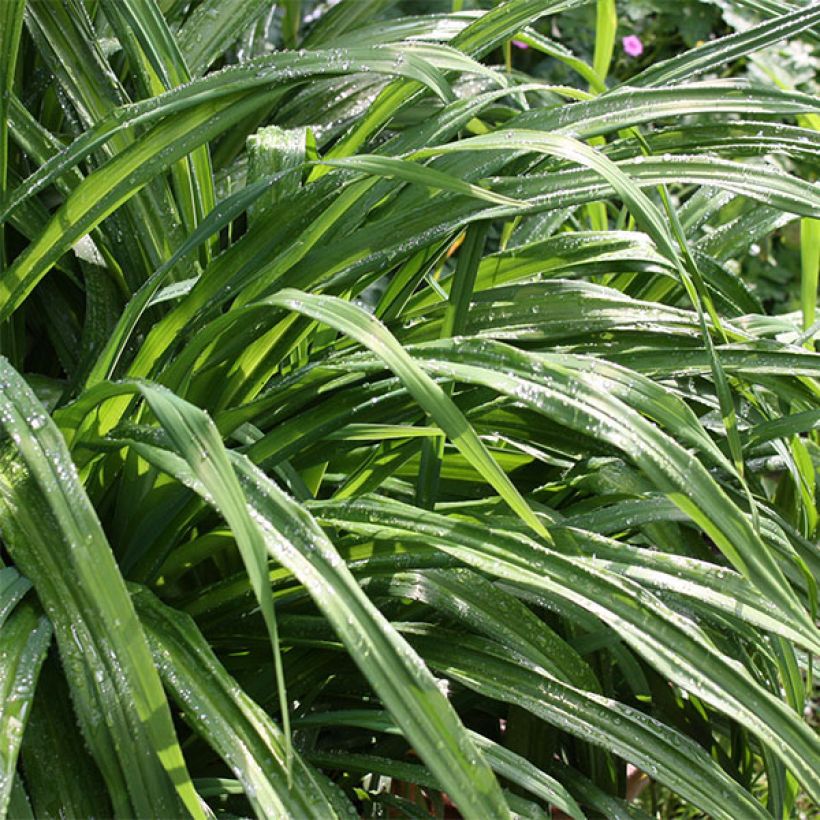 Hemerocallis Betty Wood - Daylily (Foliage)