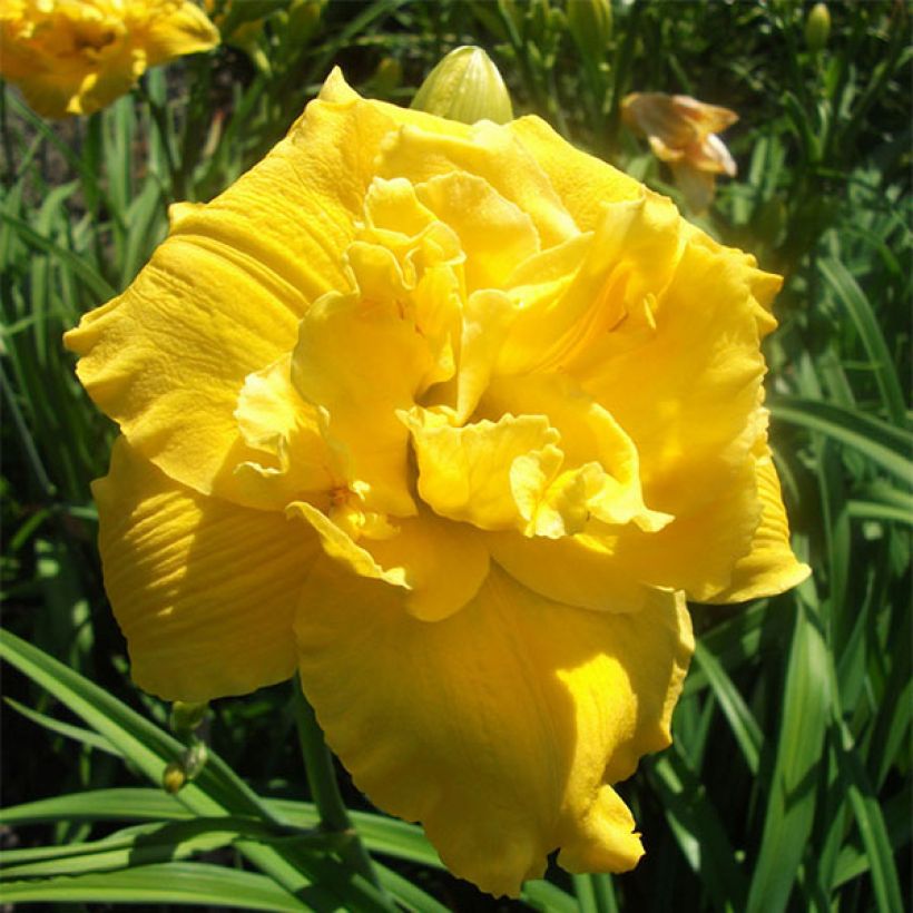 Hemerocallis Betty Wood - Daylily (Flowering)