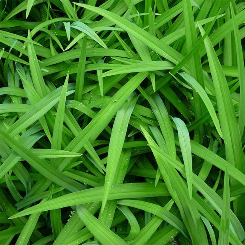 Hemerocallis Boom Town - Daylily (Foliage)