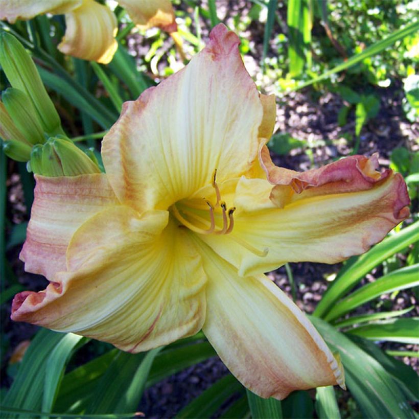 Hemerocallis Boom Town - Daylily (Flowering)