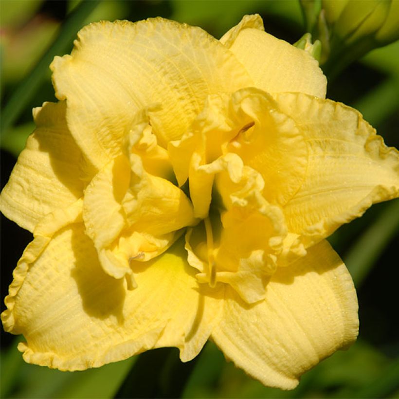 Hemerocallis Cabbage Flower - Daylily (Flowering)