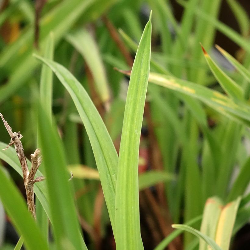 Hemerocallis Double Dream - Daylily (Foliage)