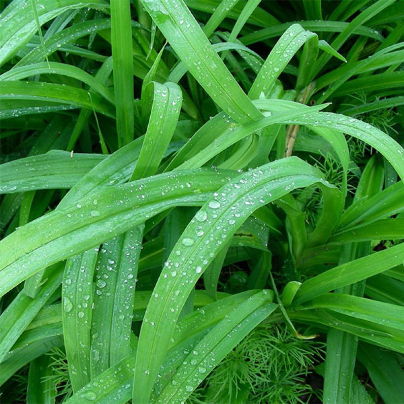 Hemerocallis Ed Kirchhoff - Daylily (Foliage)