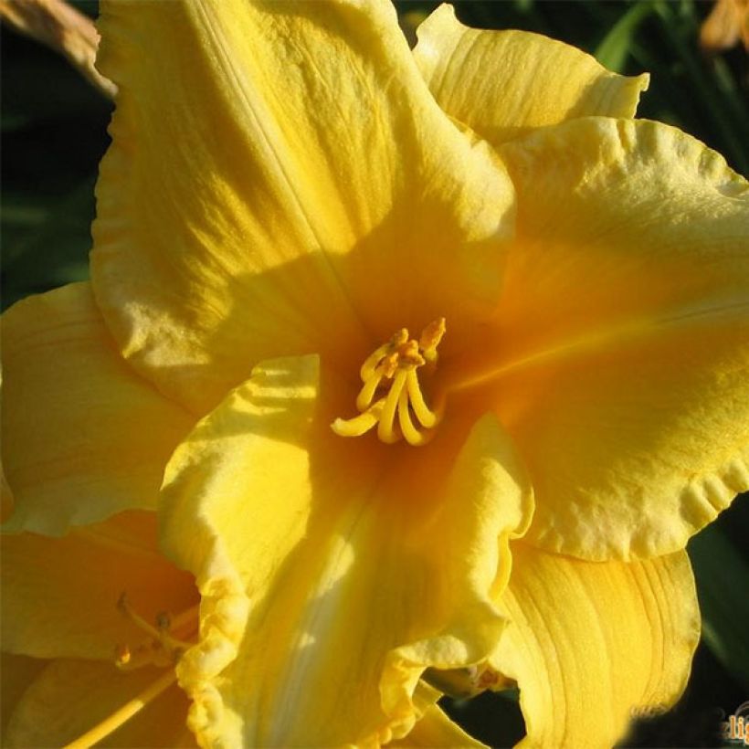 Hemerocallis Ed Kirchhoff - Daylily (Flowering)