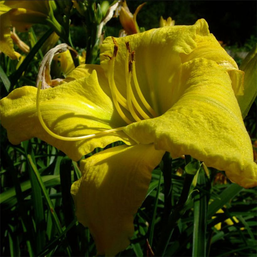 Hemerocallis Evening Bell - Daylily (Flowering)