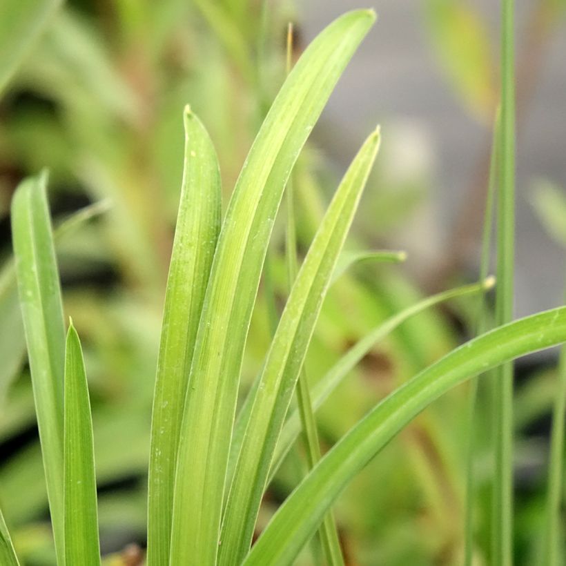 Hemerocallis Everydaylily Cerise - Daylily (Foliage)