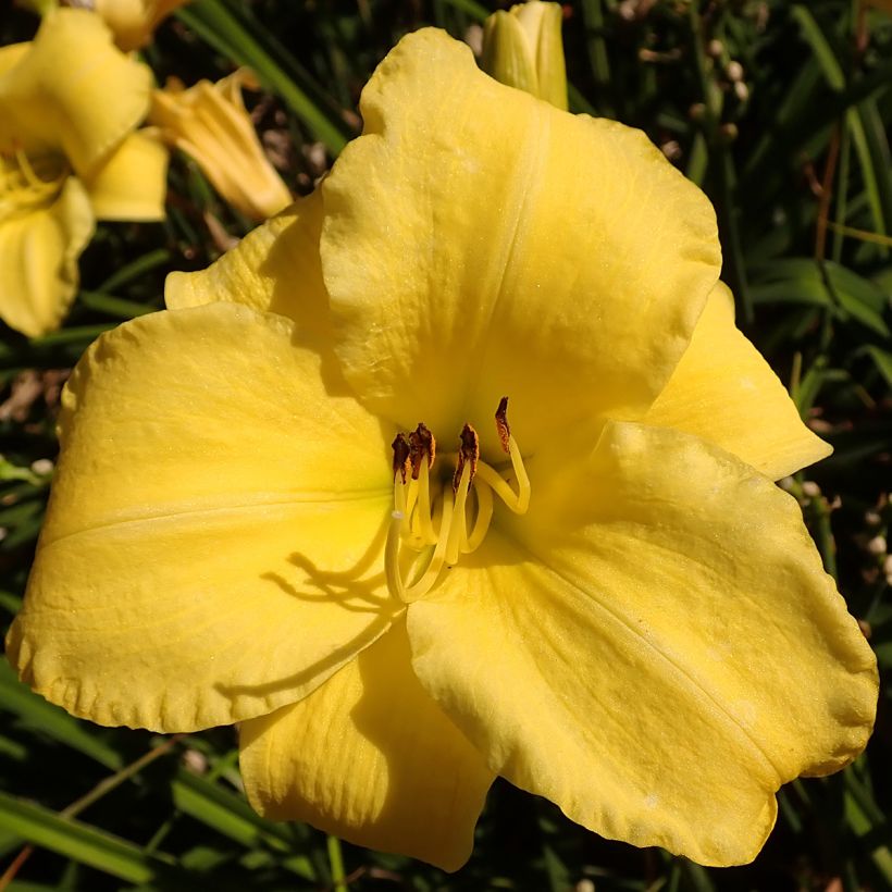 Hemerocallis Frozen Jade - Daylily (Flowering)